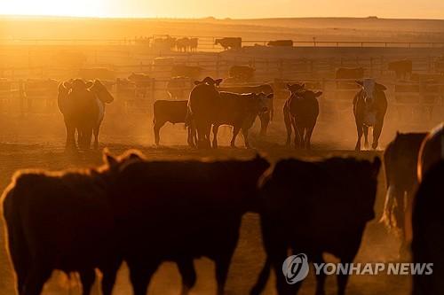 Trump eases tariffs on imported beef…responds to surging prices