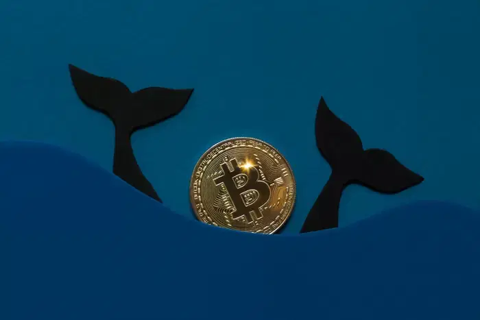 12-Year Dormant Bitcoin Whale Moves All 500 BTC to a New Wallet...Why Now?